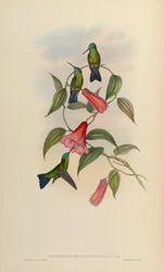 Eucephala smaragdo-caerulea = Chlorestes notatus X Thalurania glaucopis